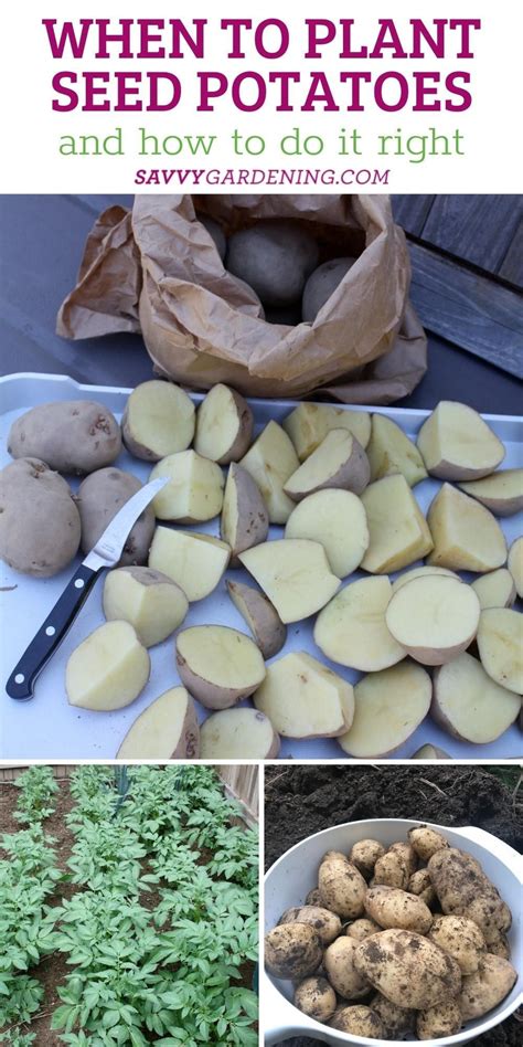 How to grow seed potatoes in pots