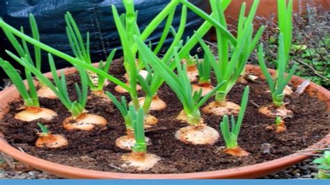 How to grow shallots in pots
