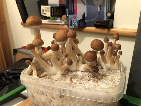 How to grow shrooms. Oyster mushrooms grow on straw and so a kit for this variety would include a breathable bag of straw, mushroom spawn and a bag tie. Button mushrooms like to ... 