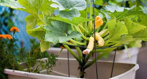How to grow squash in containers