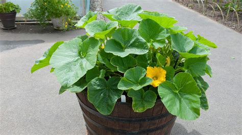 How to grow squash in pots