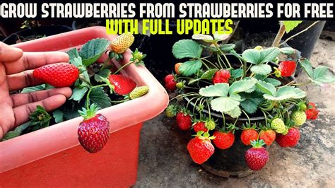 How to grow strawberries. Things To Know About How to grow strawberries. 