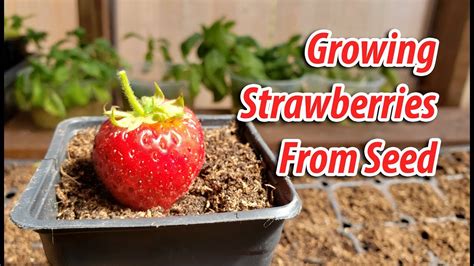 How to grow strawberries from seed. Seeds should germinate in around 14-56 days at a soil temperature of 15-18°C. Transplant seedlings to the garden once they have their first true leaves and are large enough to handle (usually 5-10cm tall). Plant out, spacing plants 15-30cm apart, with rows 30-40cm apart. Tip: Strawberry seeds are quite small. 
