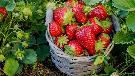 How to grow strawberries in 4 simple steps Tom s Guide