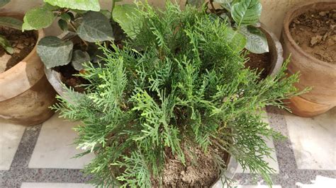 How to grow thuja in a pot at home: how to plant and care for a …