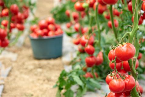 How to grow tomatoes in Florida - Read Gardens