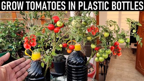 How to grow tomatoes in plastic bottles