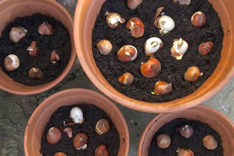 How to grow tulip bulbs in pots