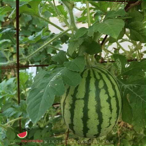 How to grow watermelon in cold climate