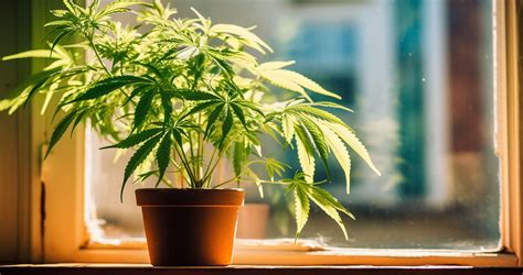How to grow weed in your window