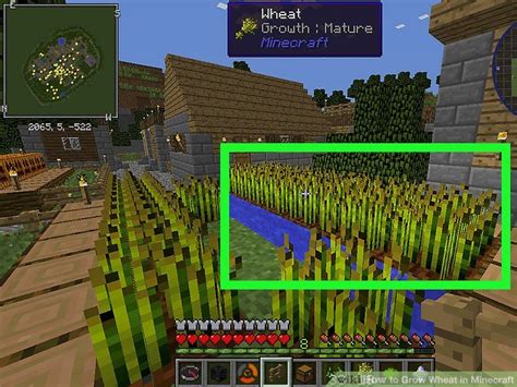 How to grow wheat in minecraft