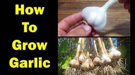 How to grow your own garlic — and why it matters