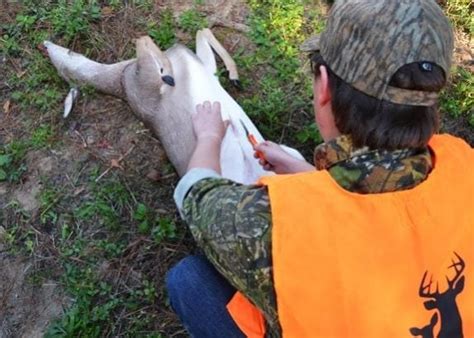 How to gut a deer. Things To Know About How to gut a deer. 