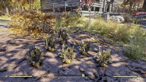 How to harvest carrots in Fallout 76
