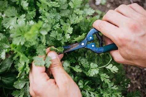 How to harvest cilantro. Things To Know About How to harvest cilantro. 