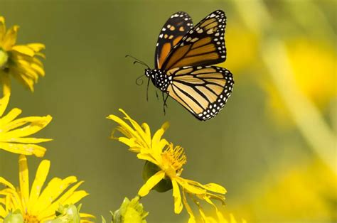 How to help dwindling Monarch butterfly population in Central Texas
