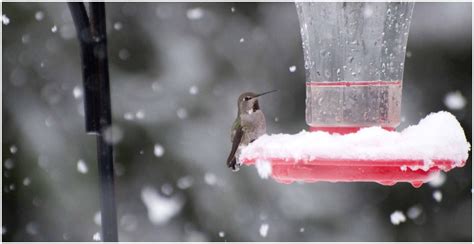 How to help hummingbirds in cold weather