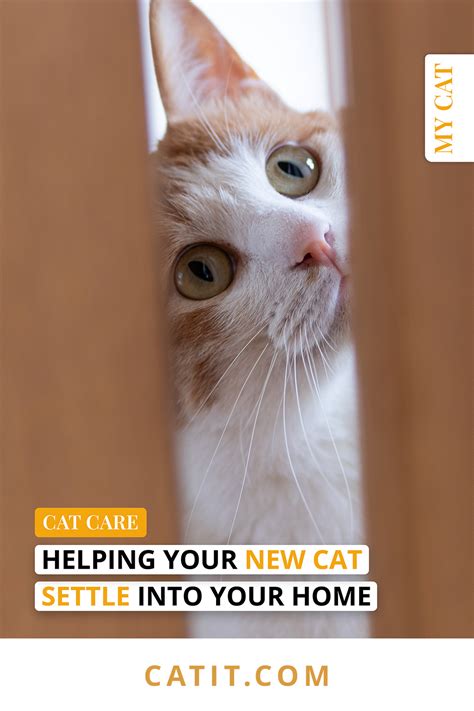 How to help new cat settle in