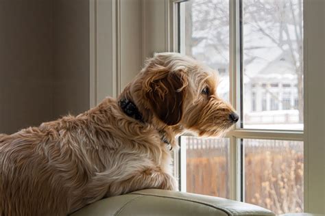 How to help separation anxiety in dog
