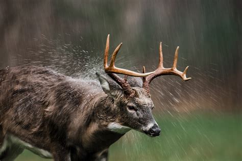 How to hunt deer in rain