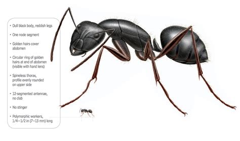 How to identify carpenter ants. A carpenter ant may be several colors-dark brown, yellow, red, and black. Most ants body parts are not as big as the carpenter ant. They vary in size--about 3.4 to 13mm. The dark brown and black carpenter have a uniform coloring. Yet, the red ones are black or dark brown and have a red-brown thorax. Here are some common traits for the ... 