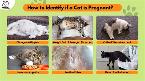 How to identify cat is pregnant