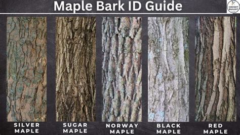 How to identify maple trees in winter