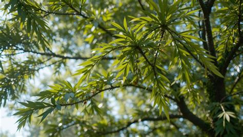 How to identify neem tree