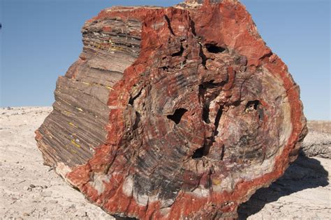How to identify petrified wood. Some look perfectly like wood and are very striking, but many look quite dull and are harder to positively identify. But tumbling stones can bring out the ... 