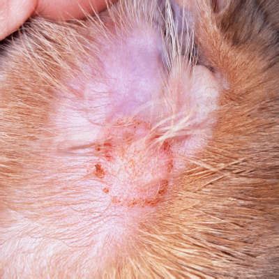 How to identify ringworm in dogs