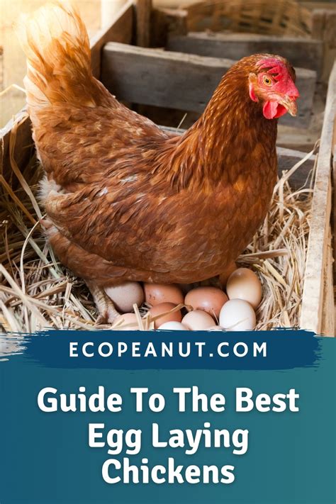 How to improve egg laying in chickens