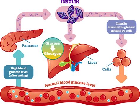 How to increase glucose in body