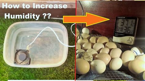 How to increase humidity in homemade incubator