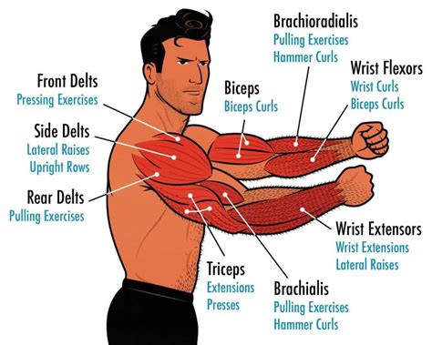 How to increase mass in arms