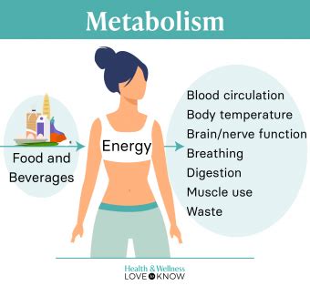 How to increase metabolism in human body