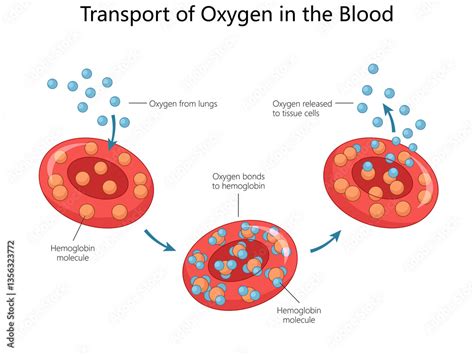 How to increase oxygen in blood cells
