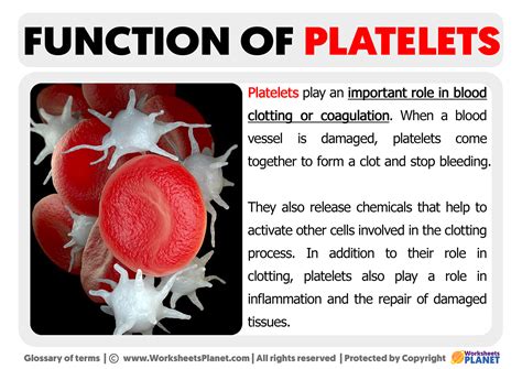 How to increase platelets in our body