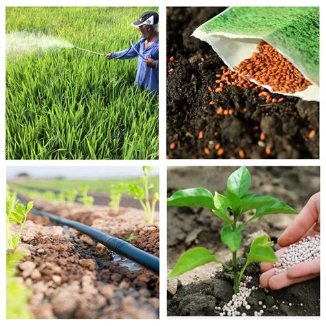 How to increase productivity in agriculture