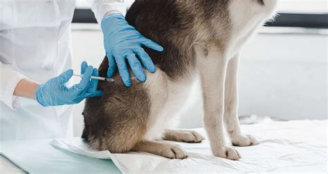 How to inject insulin in a dog