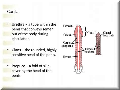 How to insert a penus into a virgin.  It is the primary form of copulation in ...