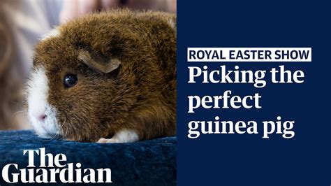 How to judge a prize-winning guinea pig – video