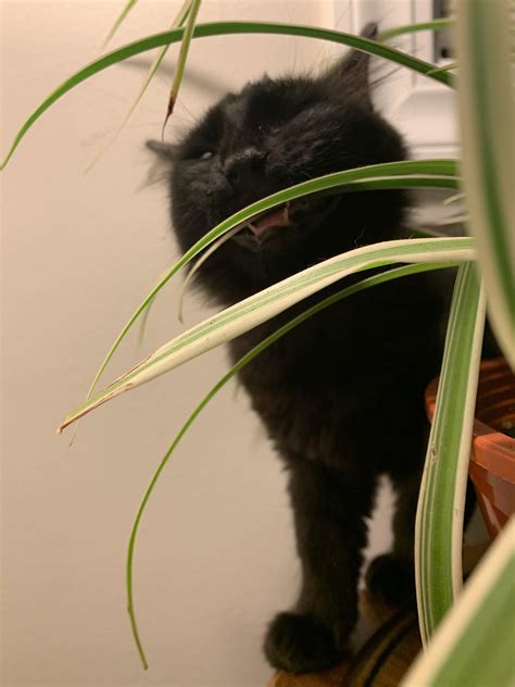How to keep Milo, a Dublin cat, from nibbling on the houseplants