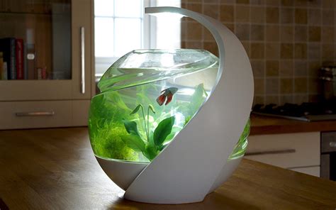 How to keep a fish tank clean without a filter? 14 Methods