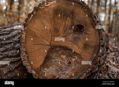 How to keep a log from rotting