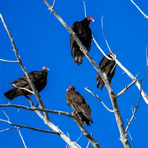 How to keep away vultures - AAAnimal Control