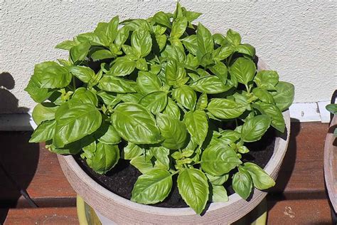 How to keep basil growing.  It’s especially critical for container-grown basil to Everyth...
