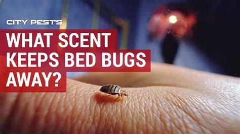 How to keep bed bugs away. Vinegar. Vinegar scents also help to get rid of bed bugs and keep them away! This is because its scents smell like wine, and these bugs simply ... 