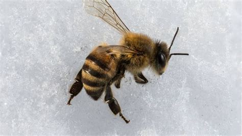 How to keep bees alive in winter