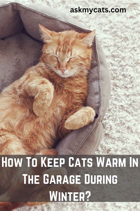 How to keep cat warm in garage