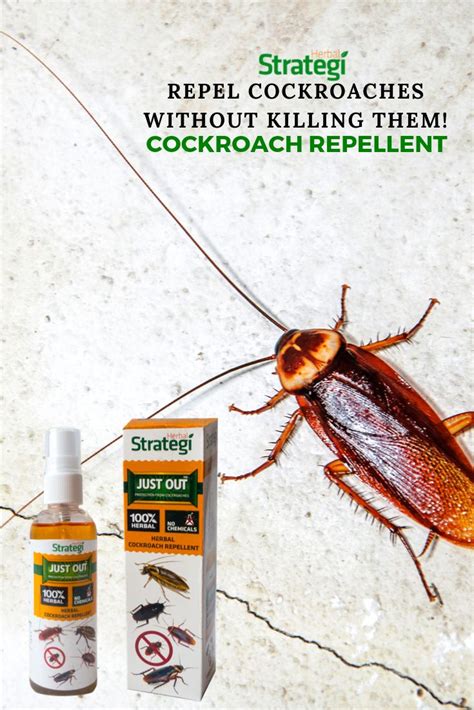 How to keep cockroaches away at night. Address Sanitation Issues. Oriental cockroaches (also known as water bugs, though they are not true water bugs) stick to three main food groups: garbage, drain scum, and other grimy things. When trying to deal with Oriental cockroaches, seek to clean up any possible food and water sources. 